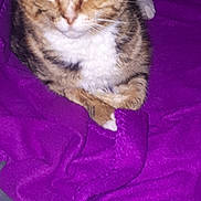 Léa participe au concours pour gagner de l'argent avec cette photo : cat, pet, animal, feline, fur, blanket, purple, indoor, close_up, flash, reflection, whiskers, paws, cozy, resting, cute, domestic, mammal, tabby, sleepy
