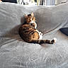 Léa participe au concours pour gagner de l'argent avec cette photo : cat, tabby_cat, sofa, furniture, indoor, pet, animal, gray, pattern, relaxed, looking_back, domestic, cozy, home, fur, whiskers, tail, ears, eyes, living_room