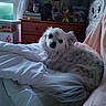 Léwis a rejoint le concours — aidez-le/la à gagner de superbes lots ! animal, bed, blanket, books, cozy, curious_eyes, dog, dresser, fleece, fur, gray_spots, home, indoor, pet, relaxed, resting, soft, stuffed_animals, white_dog, window