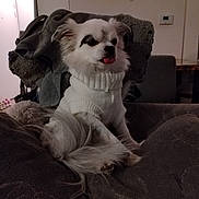 Léwis participe au concours pour gagner de l'argent avec cette photo : balloons, blanket, companion, couch, cozy, decor, dog, domestic_animal, fur, furniture, home, indoor, living_room, pet, relaxed, seated, small_dog, tongue_out, warm_clothing, white_sweater
