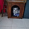 Léwis participe au concours pour gagner de l'argent avec cette photo : animal, collar, comfort, cozy, curtain, cute, dog, doghouse, floor, furniture, home, indoor, looking, paw, pet, resting, small_dog, tile, white_dog, wood
