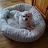 Léwis participe au concours pour gagner de l'argent avec cette photo : animal, companion, cozy, cute, dog, domestic, floor, fluffy, furniture, indoor, living_room, pet_bed, plush_bed, relaxed, resting, small_dog, spot, white_dog, wood, wooden_floor