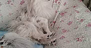 Léwis a rejoint le concours — aidez-le/la à gagner de superbes lots ! animal, black_patches, blanket, cat_image, couch, cozy, cute, dog, domestic, floral_pattern, fluffy, furniture, goldfish_image, home, indoor, pet, portrait, relaxed, sitting, white
