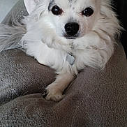 Léwis participe au concours pour gagner de l'argent avec cette photo : animal, blanket, canine, companion, cozy, cute, dog, domestic_animal, face, fluffy, fur, indoor, looking, paw, pet, portrait, relaxed, resting, small_dog, white_dog