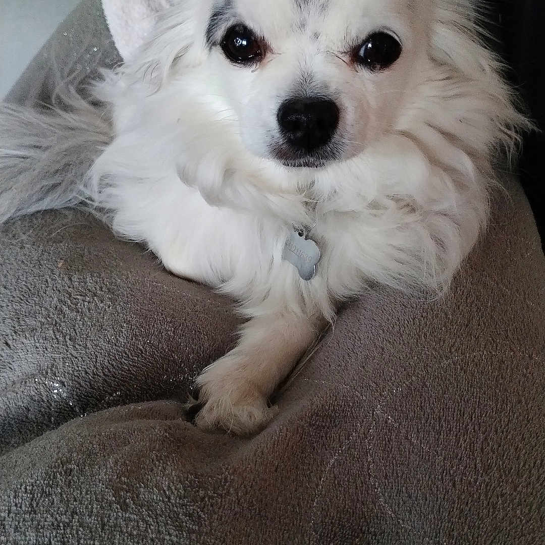 Léwis participe au concours pour gagner de l'argent avec cette photo : animal, blanket, canine, companion, cozy, cute, dog, domestic_animal, face, fluffy, fur, indoor, looking, paw, pet, portrait, relaxed, resting, small_dog, white_dog