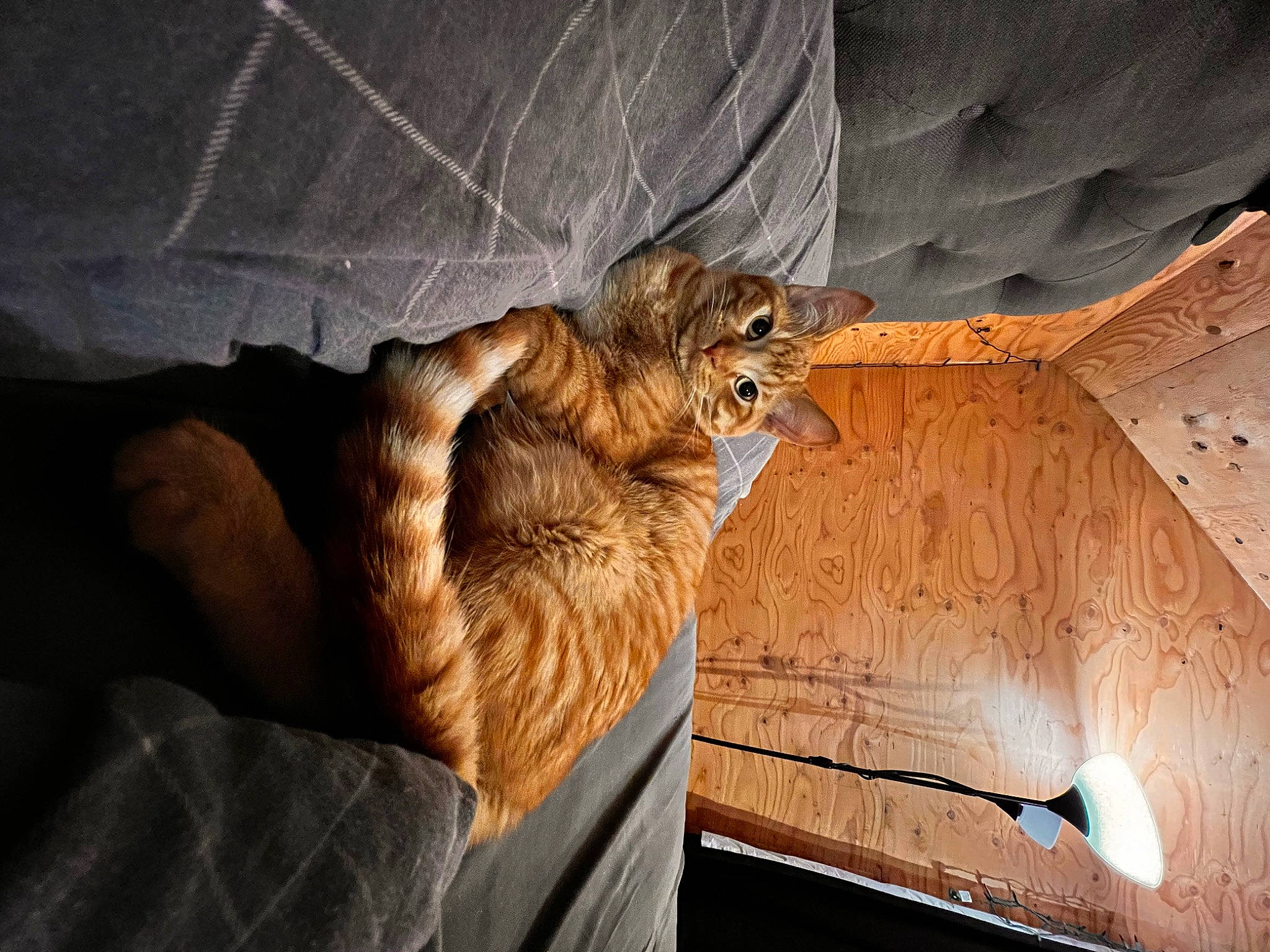 Donut joined the competition — help win amazing prizes! ceiling, comfort, companion_dog, dog, dog_breed, elbow, felidae, flooring, foot, fur, hardwood, human_leg, paw, shadow, small_to_medium_sized_cats, tail, tints_and_shades, whiskers, wing, wood