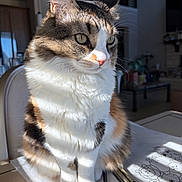 Mionuki is registered to the contest to win money with this photo: art_supplies, calico, cat, closeup, domestic_animal, drawing, feline, fluffy, fur, home, indoor, pens, pet, relaxed, seated, shadow, side_view, sunlight, table, whiskers