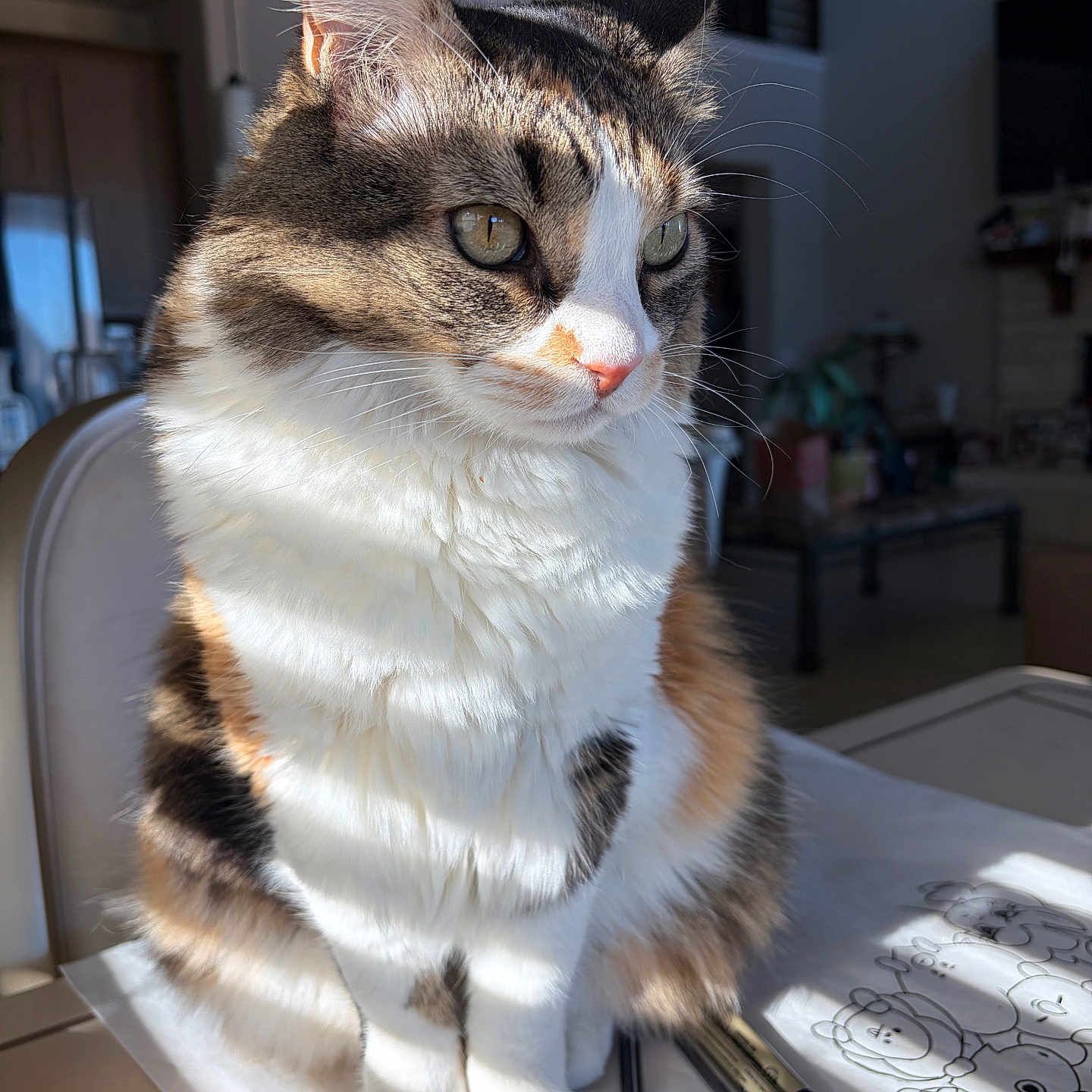 Mionuki is registered to the contest to win money with this photo: art_supplies, calico, cat, closeup, domestic_animal, drawing, feline, fluffy, fur, home, indoor, pens, pet, relaxed, seated, shadow, side_view, sunlight, table, whiskers