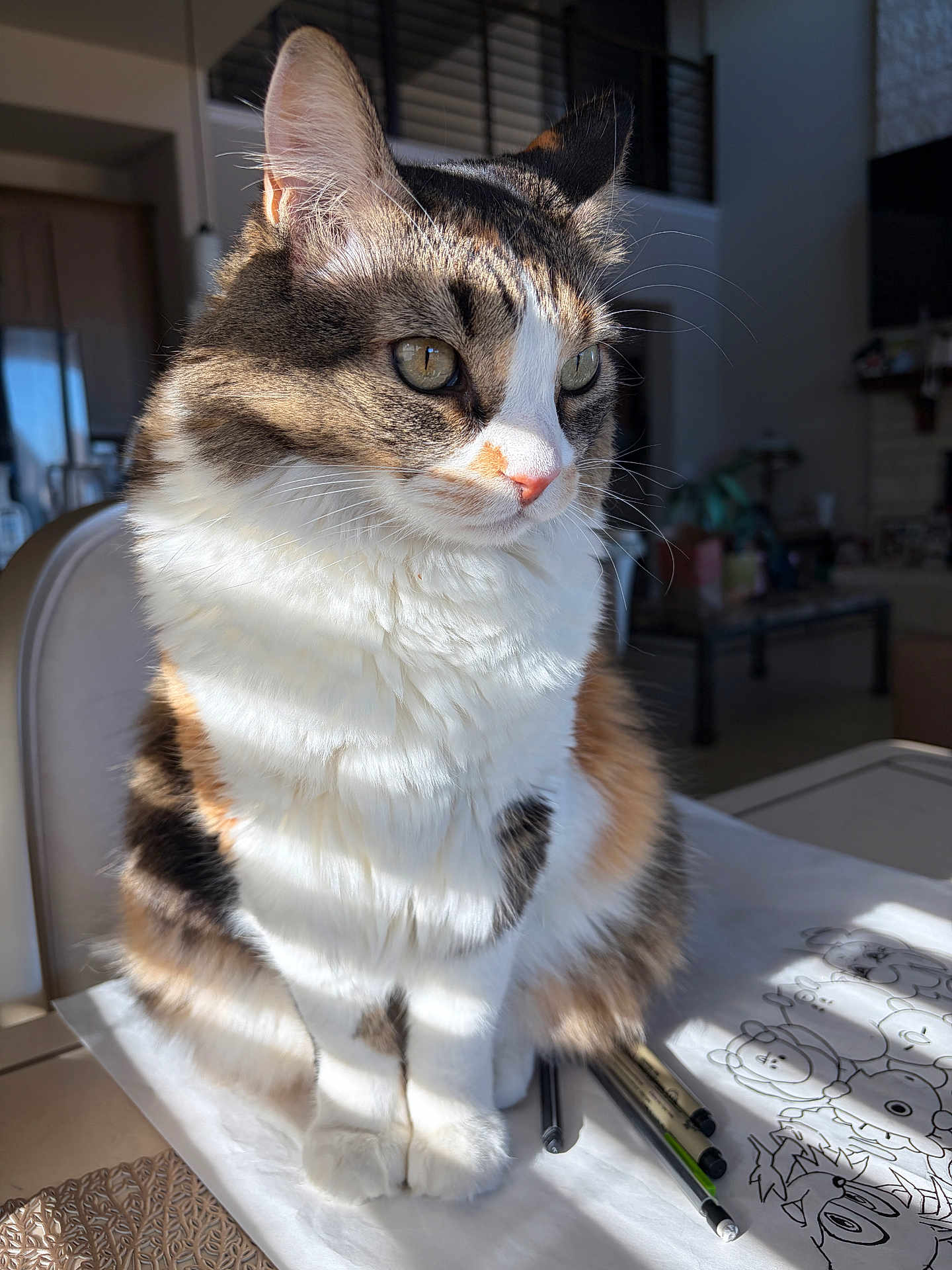 Mionuki is registered to the contest to win money with this photo: art_supplies, calico, cat, closeup, domestic_animal, drawing, feline, fluffy, fur, home, indoor, pens, pet, relaxed, seated, shadow, side_view, sunlight, table, whiskers