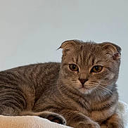 Charlotte is registered to the contest to win money with this photo: alert, animal, cat, cat_tree, claws, cute, domestic, ears_folded, feline, fur, indoors, paws, perch, pet, relaxed, resting, scottish_fold, soft, whiskers, young_cat