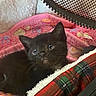 kitten, black_cat, pet, cute, animal, cozy, blanket, carrier, furry, young, indoor, resting, soft, small, curious, looking_up, domestic_cat, sleeping_area, warm, comfort