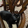 Mitsu is registered to the contest to win money with this photo: black_cat, cat, animal, pet, chair, wooden_furniture, cushion, indoor, floor_tiles, curious, yellow_eyes, resting, looking_at_camera, home, furniture, domestic_animal, close_up, mammal, cozy, relaxed