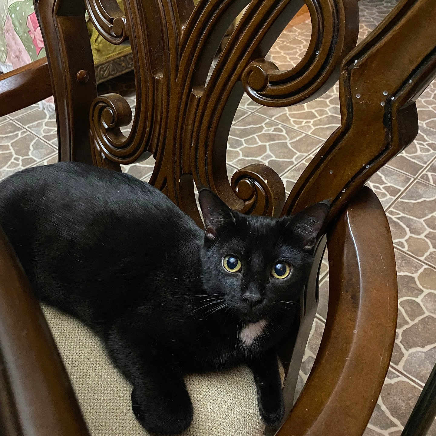 Mitsu is registered to the contest to win money with this photo: black_cat, cat, animal, pet, chair, wooden_furniture, cushion, indoor, floor_tiles, curious, yellow_eyes, resting, looking_at_camera, home, furniture, domestic_animal, close_up, mammal, cozy, relaxed