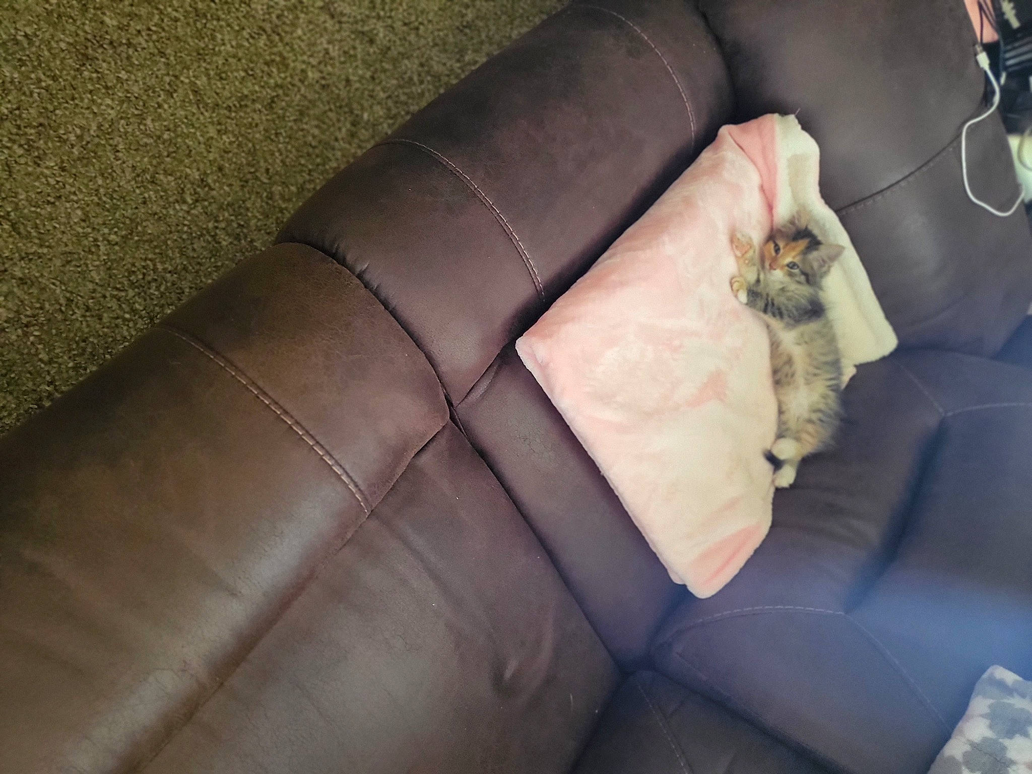 Lilly is registered to the contest to win money with this photo: bombay, car_seat, car_seat_cover, carnivore, cat, comfort, couch, felidae, fur, human_leg, leather, linens, luxury_vehicle, nail, room, sitting, small_to_medium_sized_cats, throw_pillow, tints_and_shades, whiskers