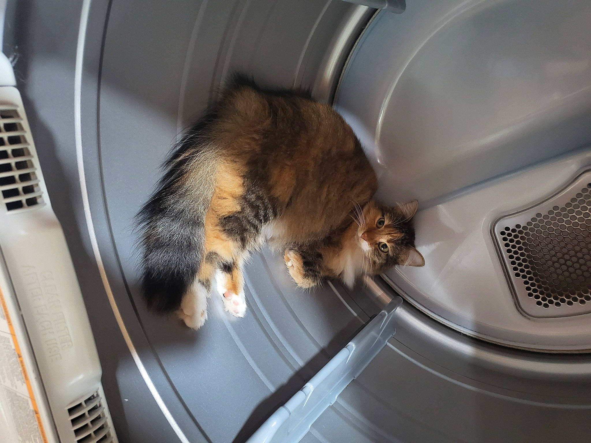 Lilly joined the competition — help win amazing prizes! auto_part, automotive_design, automotive_exterior, automotive_lighting, bumper, carnivore, cat, clothes_dryer, felidae, fender, gas, home_appliance, major_appliance, motor_vehicle, small_to_medium_sized_cats, snout, trunk, vehicle_door, washing_machine, whiskers