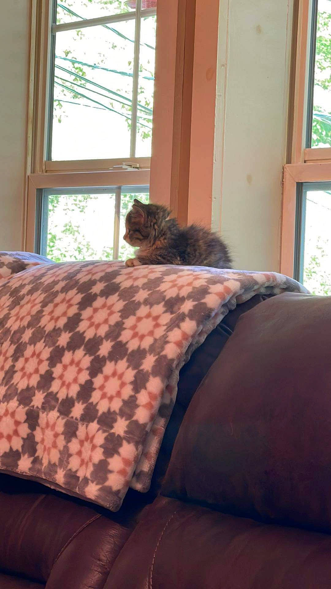 Lilly joined the competition — help win amazing prizes! brown, carnivore, cat, comfort, felidae, floor, flooring, furniture, hardwood, linens, mammal, shade, small_to_medium_sized_cats, sunlight, textile, tints_and_shades, vertebrate, whiskers, window, wood