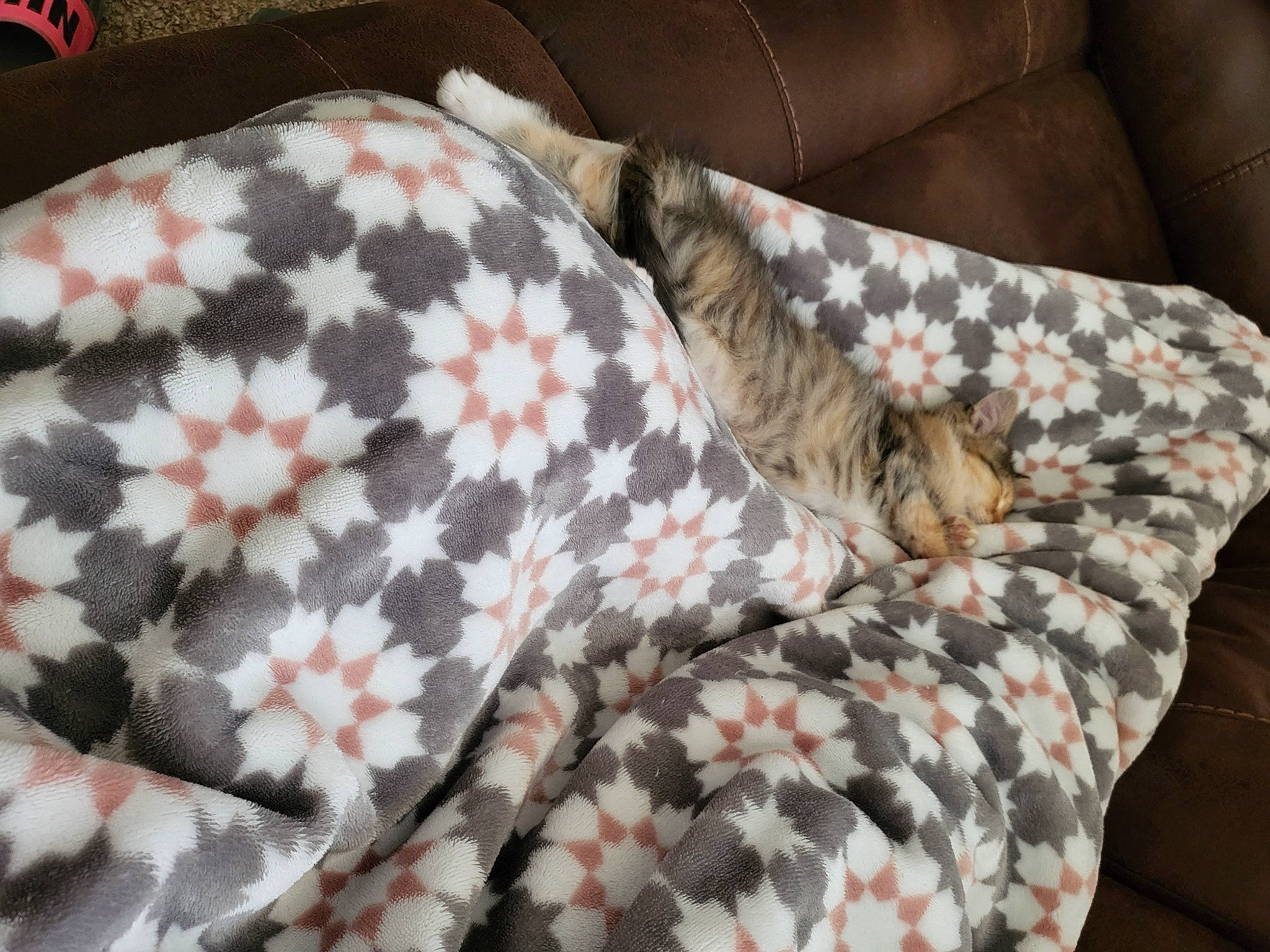 Lilly joined the competition — help win amazing prizes! bed, bed_sheet, bedding, carmine, comfort, couch, duvet, felidae, fur, human_leg, linens, military_camouflage, pattern, remote_control, room, sleeve, small_to_medium_sized_cats, tail, textile, whiskers