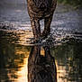 Ragnar participe au concours pour gagner de l'argent avec cette photo : dog, brindle, water, reflection, puddle, outdoor, animal, canine, nature, walking, wet, forest, sunlight, path, muddy, serene, brown, portrait, closeup, daylight