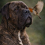 Ragnar a rejoint le concours — aidez-le/la à gagner de superbes lots ! dog, bird, animal, brindle, canine, wildlife, nature, closeup, portrait, outdoor, friendship, serene, feathers, mammal, beak, pet, flying, nose, brown, calm