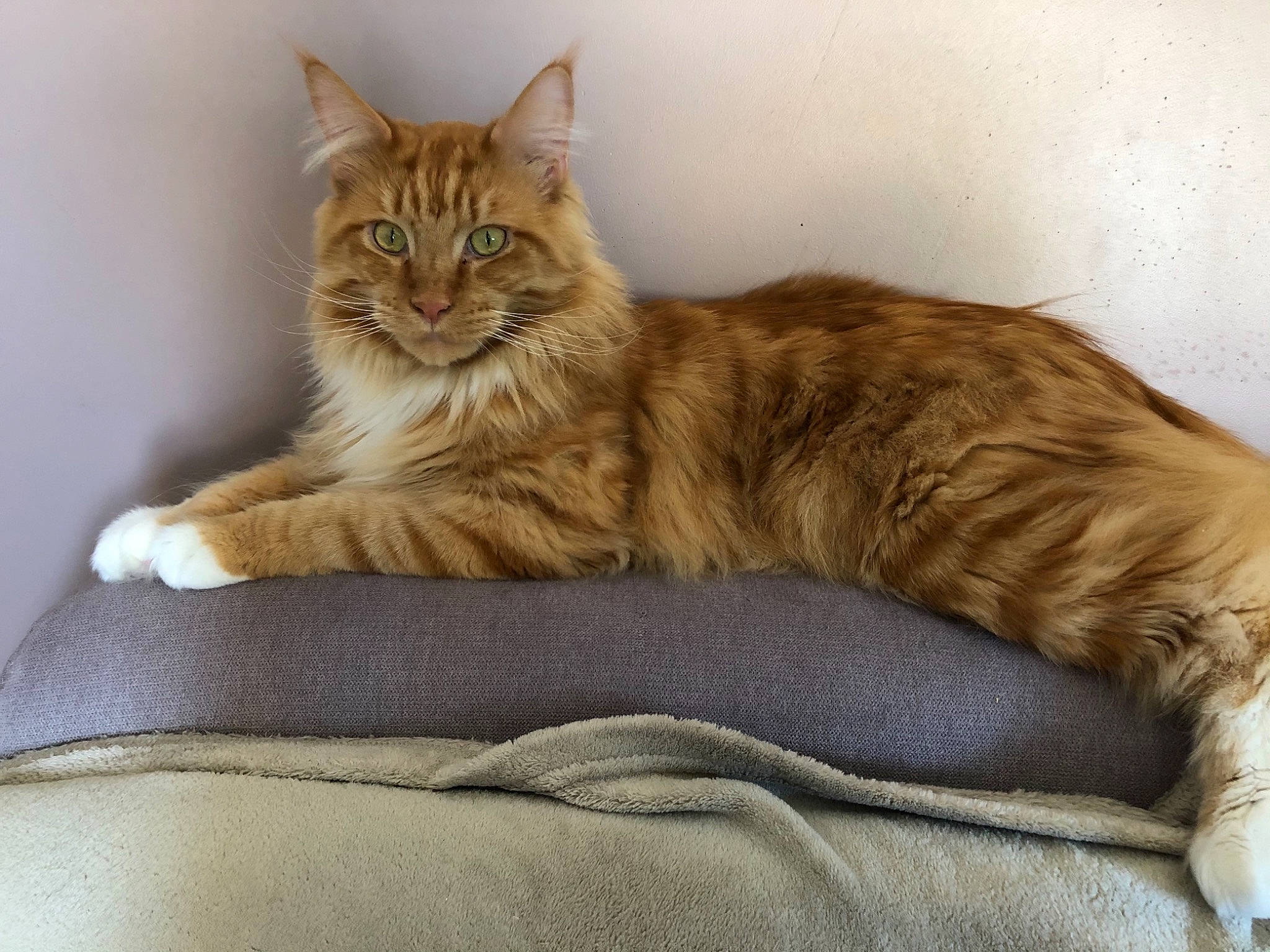 Qybba a rejoint le concours — aidez-le/la à gagner de superbes lots ! bed, carnivore, cat, cat_bed, cat_supply, claw, comfort, domestic_short_haired_cat, fawn, felidae, fur, nap, paw, pet_supply, sitting, small_to_medium_sized_cats, snout, tail, terrestrial_animal, whiskers