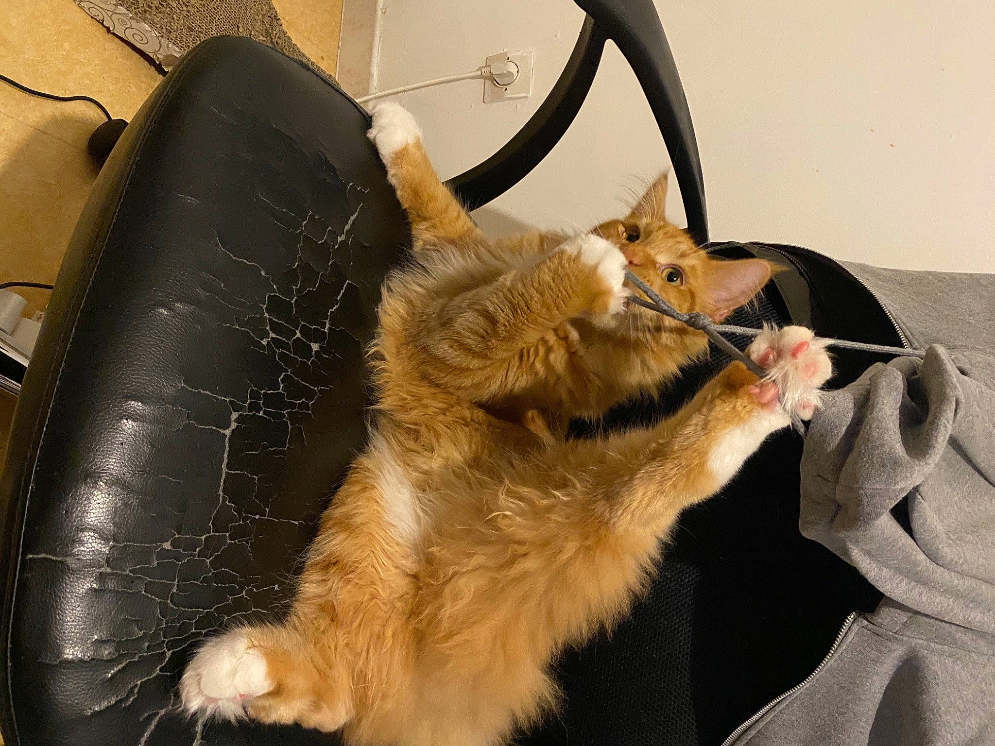 Qybba participe au concours pour gagner de l'argent avec cette photo : automotive_tire, canidae, carnivore, claw, collar, companion_dog, dog_breed, domestic_short_haired_cat, eyewear, fawn, felidae, fur, paw, small_to_medium_sized_cats, snout, sporting_group, tail, tire, whiskers, wing