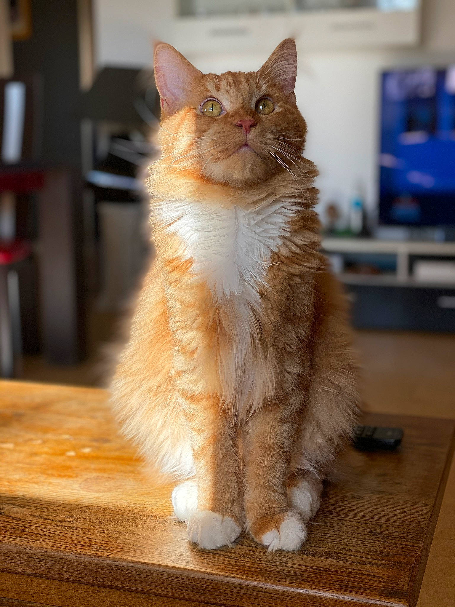 Qybba participe au concours pour gagner de l'argent avec cette photo : carnivore, cat, claw, domestic_short_haired_cat, fawn, felidae, flooring, fur, hardwood, iris, paw, shelf, sitting, small_to_medium_sized_cats, snout, table, tail, varnish, whiskers, wood