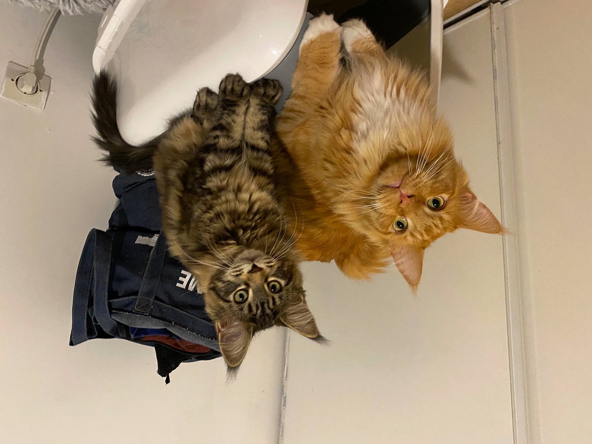 Qybba participe au concours pour gagner de l'argent avec cette photo : bird_of_prey, british_longhair, carnivore, cat, claw, domestic_short_haired_cat, fawn, feather, felidae, fur, small_to_medium_sized_cats, tail, terrestrial_animal, whiskers