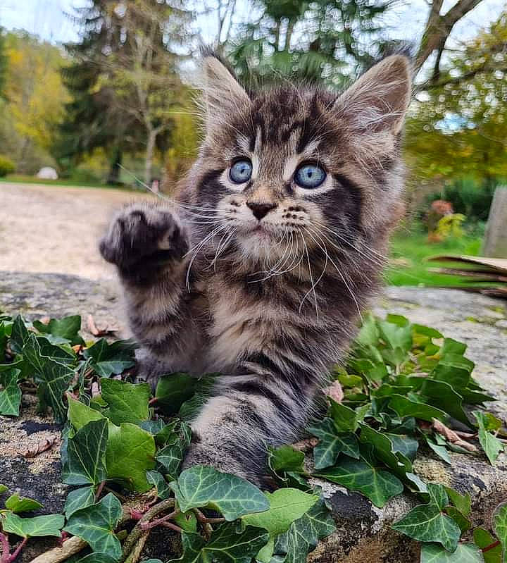 Rin a rejoint le concours — aidez-le/la à gagner de superbes lots ! carnivore, cat, claw, domestic_short_haired_cat, fawn, felidae, fur, grass, groundcover, photo_caption, plant, sitting, sky, small_to_medium_sized_cats, snout, tail, terrestrial_animal, tree, whiskers, wildlife
