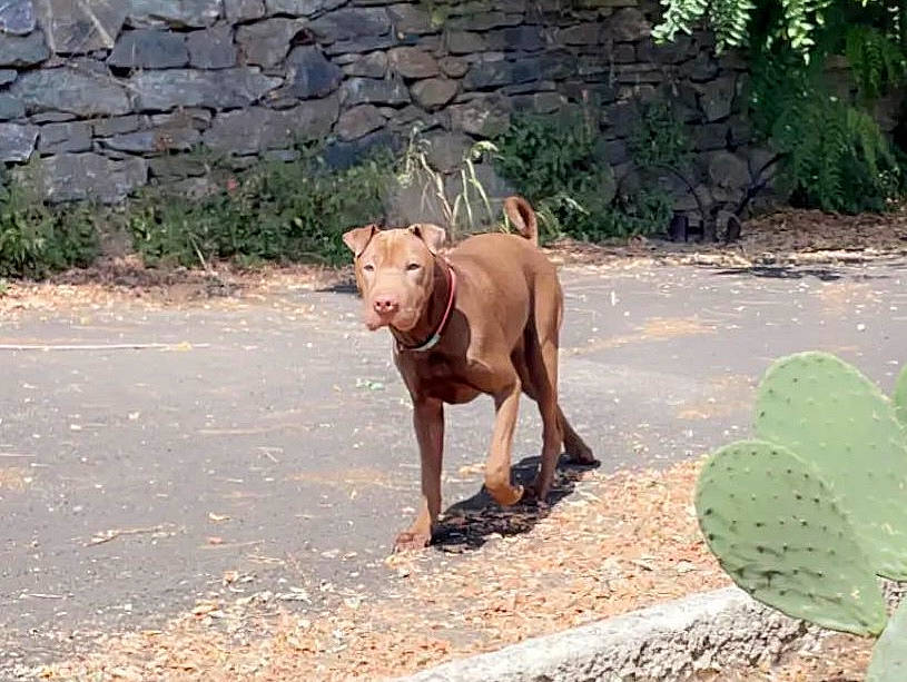 Kika participe au concours pour gagner de l'argent avec cette photo : canidae, carnivore, collar, dog, dog_breed, dog_collar, eastern_prickly_pear, fawn, groundcover, landscape, liver, pet_supply, plant, prickly_pear, road_surface, sporting_group, tail, terrestrial_animal, terrestrial_plant, working_animal