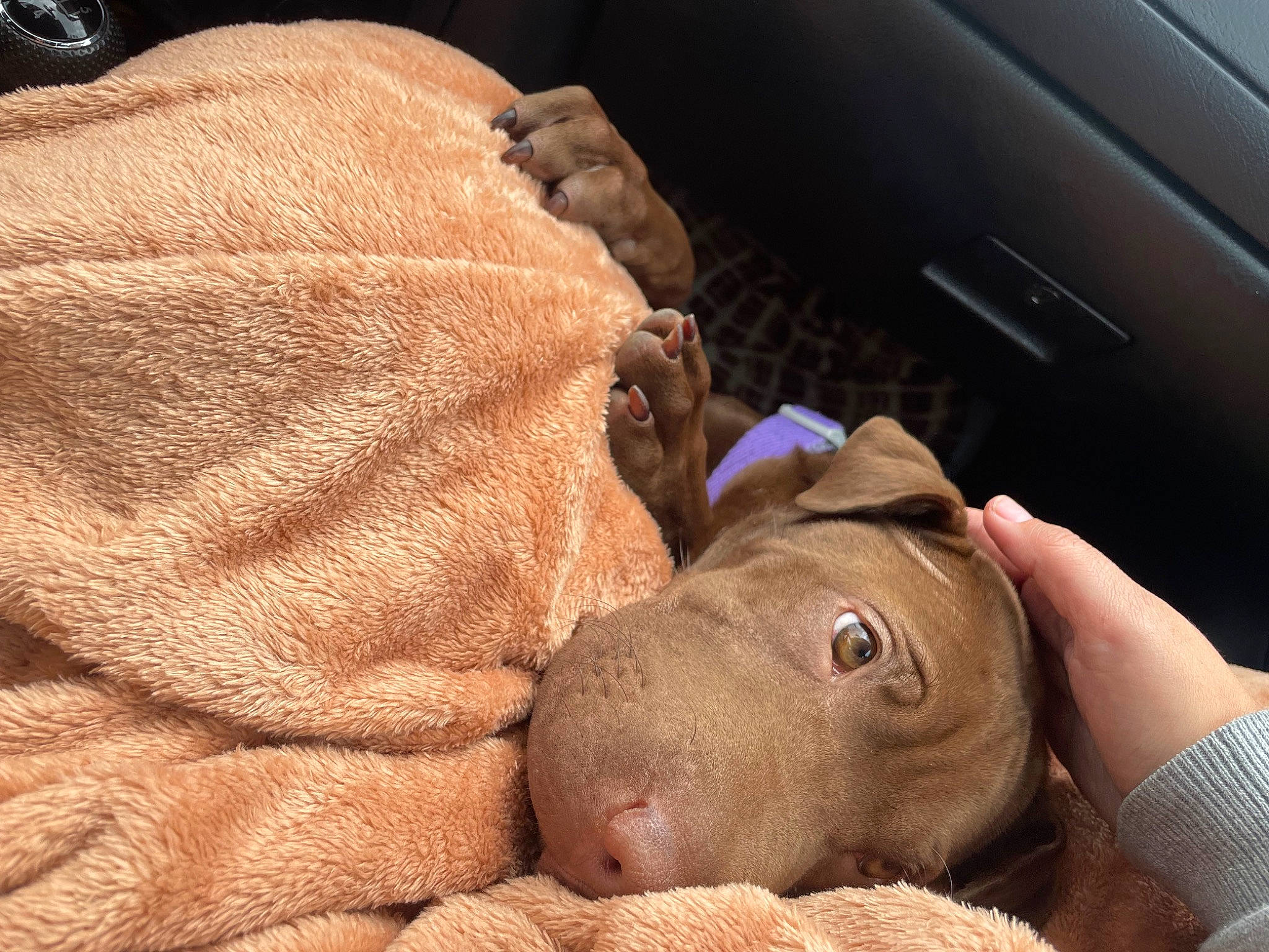 Kika participe au concours pour gagner de l'argent avec cette photo : comfort, companion_dog, dog, dog_breed, ear, fawn, finger, fur, gesture, linens, liver, mammal, nail, snout, sporting_group, terrestrial_animal, wood, working_animal, wrinkle, wrist