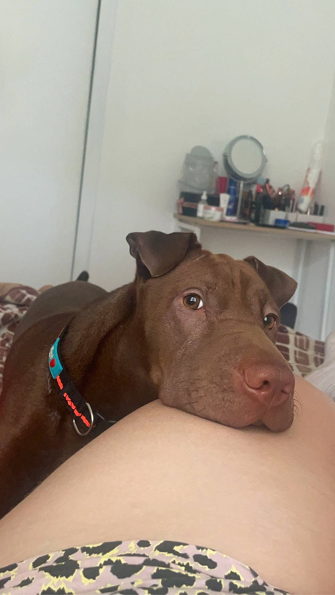 Kika participe au concours pour gagner de l'argent avec cette photo : carnivore, clock, comfort, companion_dog, dog, dog_breed, dog_supply, fawn, guard_dog, liver, non_sporting_group, pet_supply, room, snout, sporting_group, suidae, terrestrial_animal, vegetable, whiskers, working_animal