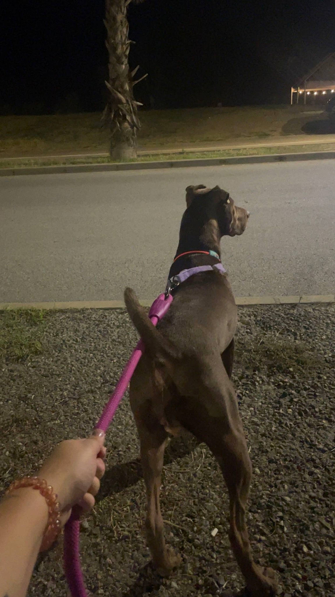 Kika participe au concours pour gagner de l'argent avec cette photo : asphalt, canidae, carnivore, collar, companion_dog, dog, dog_breed, dog_collar, fashion_accessory, fawn, guard_dog, leash, liver, magenta, pet_supply, road_surface, shadow, sporting_group, tail, working_animal