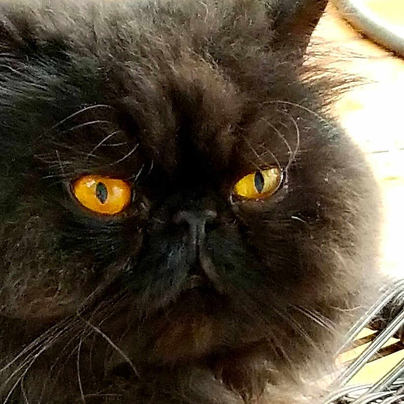 Frankie joined the competition — help win amazing prizes! alert, animal, black_cat, cat, close_up, cute, domestic_cat, expression, face, feline, fluffy, fur, indoor, looking, mammal, orange_eyes, pet, portrait, whisker, whiskers