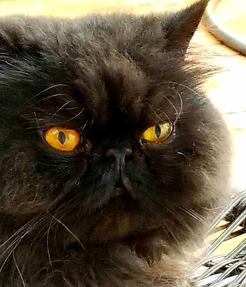 Frankie