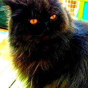 Frankie B joined the competition — help win amazing prizes! animal, black_cat, cat, close_up, colorful_background, cute, domestic_animal, eye_contact, feline, fluffy, focused, fur, indoor, mammal, orange_eyes, pet, portrait, soft_fur, vivid_colors, whiskers