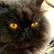 Frank joined the competition — help win amazing prizes! cat, black_cat, close_up, yellow_eyes, fluffy, whiskers, pet, animal, feline, face, portrait, cute, domestic_animal, fur, indoor, eyes, muzzle, expression, nose, closeup