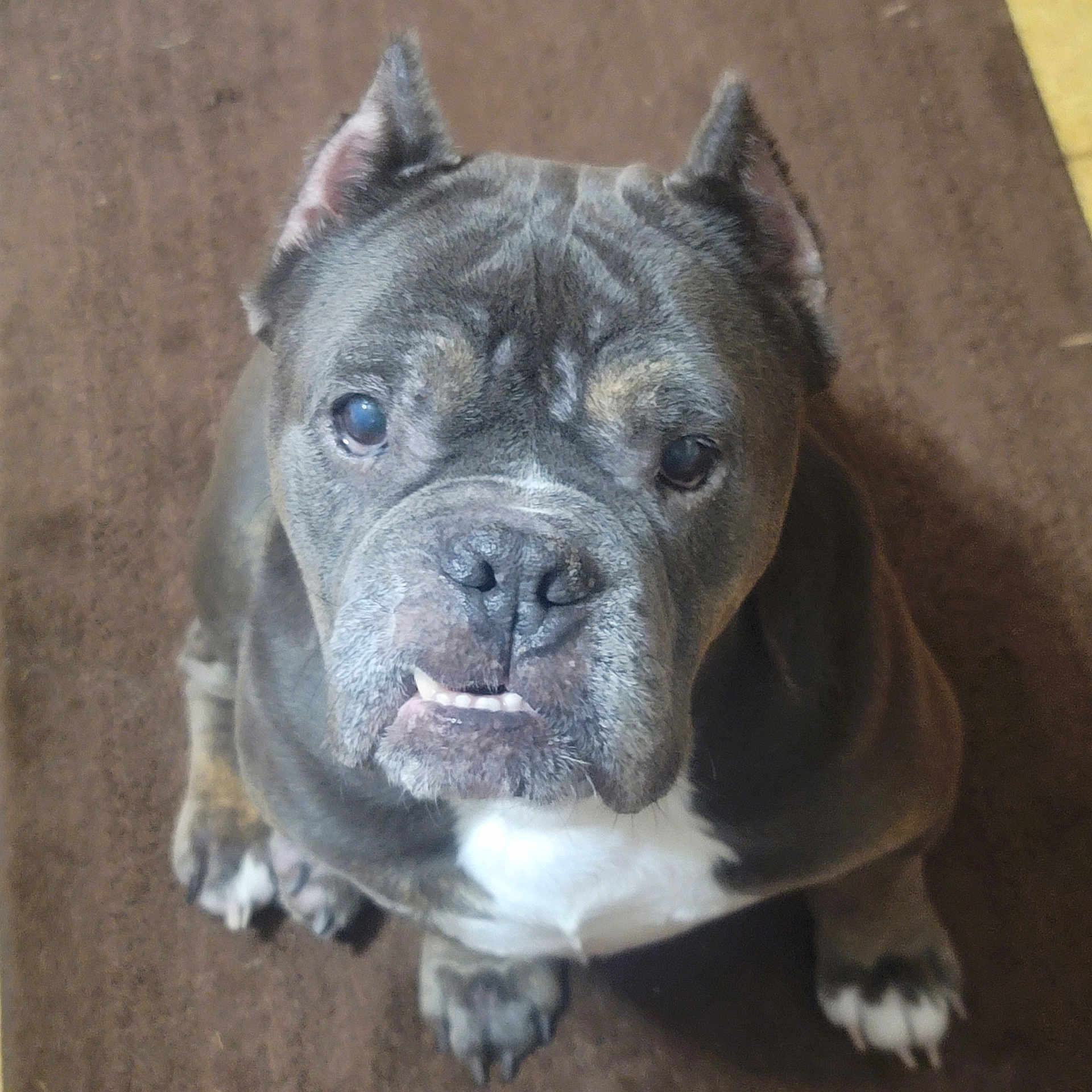 Sheba joined the competition — help win amazing prizes! animal, boxer, bulldog, canine, dog, frenchbulldog, pet, pitbull, puppy, snout