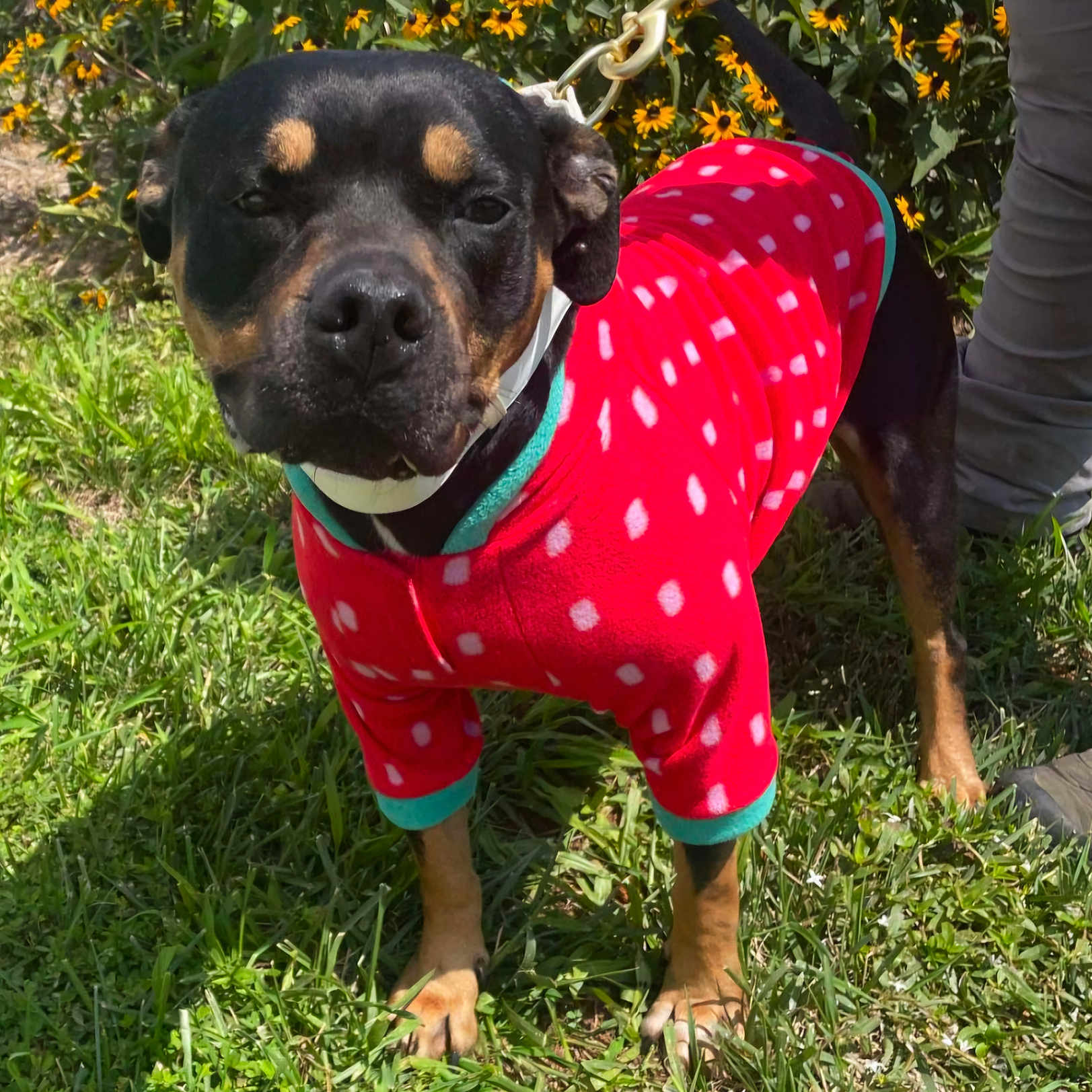 Kona