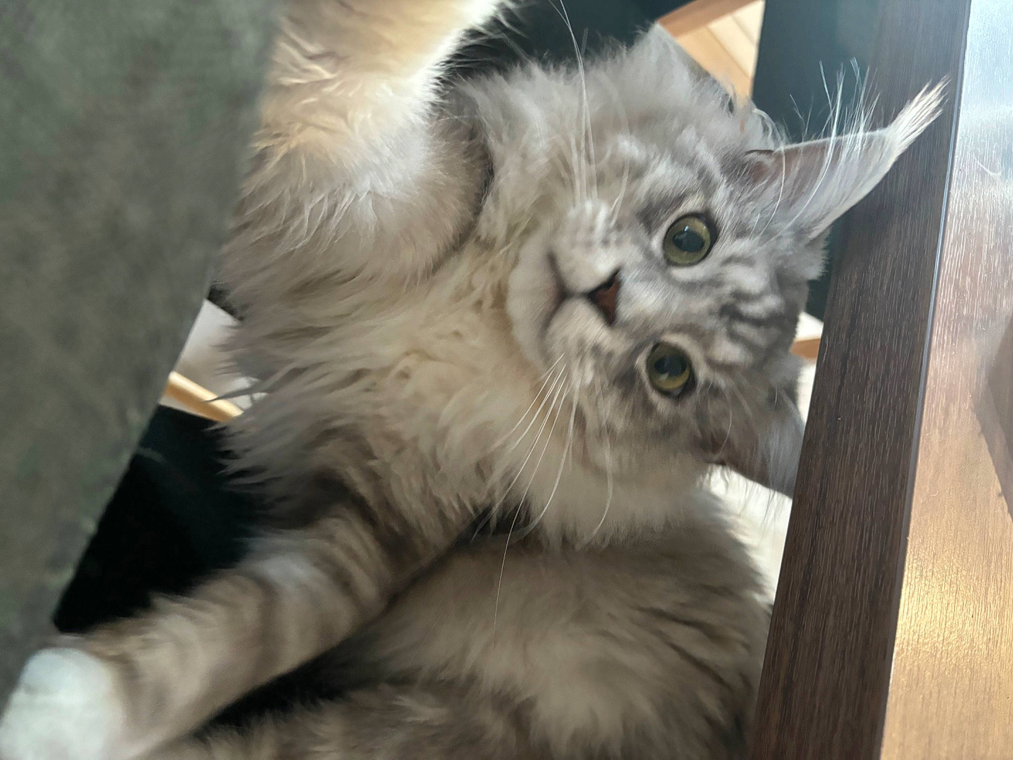 Crupule participe au concours pour gagner de l'argent avec cette photo : british_longhair, carnivore, cat, claw, comfort, fawn, felidae, fur, paw, small_to_medium_sized_cats, snout, tail, terrestrial_animal, whiskers