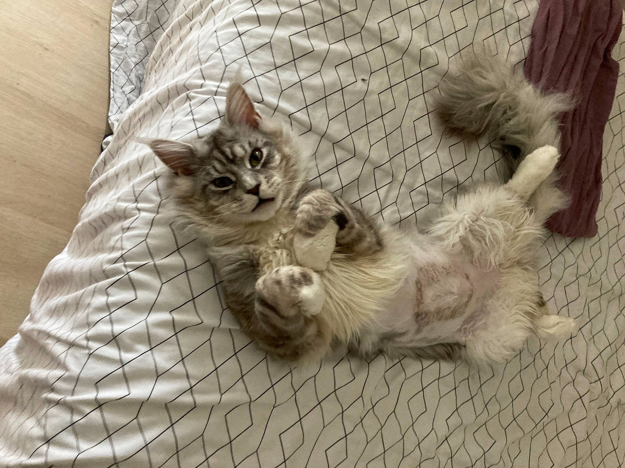 Crupule participe au concours pour gagner de l'argent avec cette photo : animal_shelter, carnivore, cat, claw, comfort, companion_dog, dog_breed, domestic_short_haired_cat, fawn, felidae, flooring, fur, grey, paw, small_to_medium_sized_cats, snout, tail, terrestrial_animal, whiskers, wood