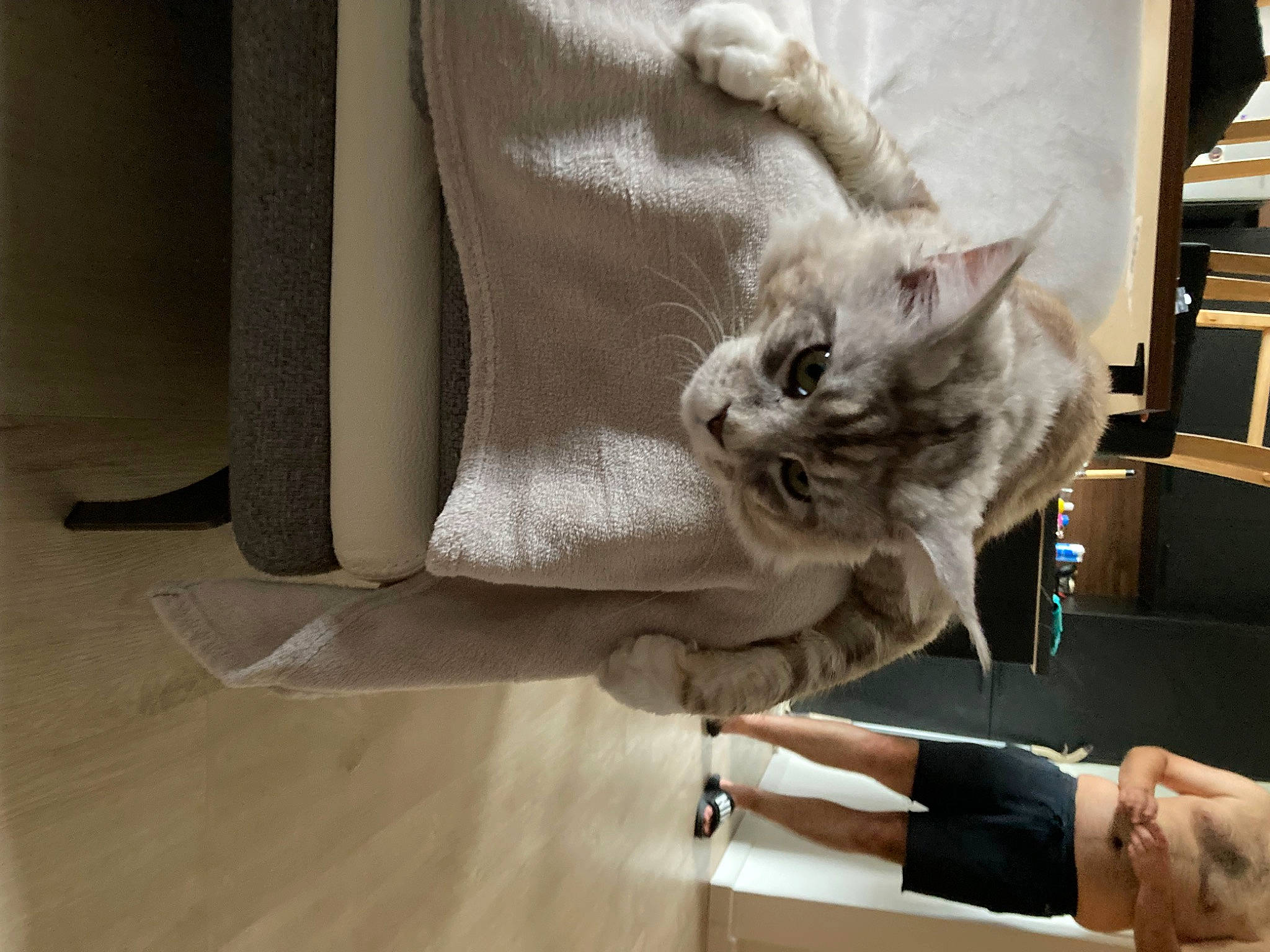 Crupule participe au concours pour gagner de l'argent avec cette photo : carnivore, cat, comfort, couch, domestic_short_haired_cat, felidae, flooring, fur, gesture, hand, hardwood, human_leg, linens, shoulder, sleeve, small_to_medium_sized_cats, tail, whiskers, wood, wrist