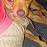 Pocket is registered to the contest to win money with this photo: dog, small_dog, brown_dog, leash, collar, couch, blanket, person, pink_sleeve, indoor, pet, animal, lying_down, close_up, curious, canine, domestic_animal, furniture, texture, casual