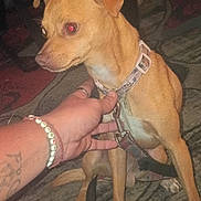 Pocket is registered to the contest to win money with this photo: dog, small_dog, tan_dog, collar, leash, hand, tattoo, bracelet, rug, table, bottle, shoe, boot, indoor, carpet, floor, pet, animal, reflection, red_eye