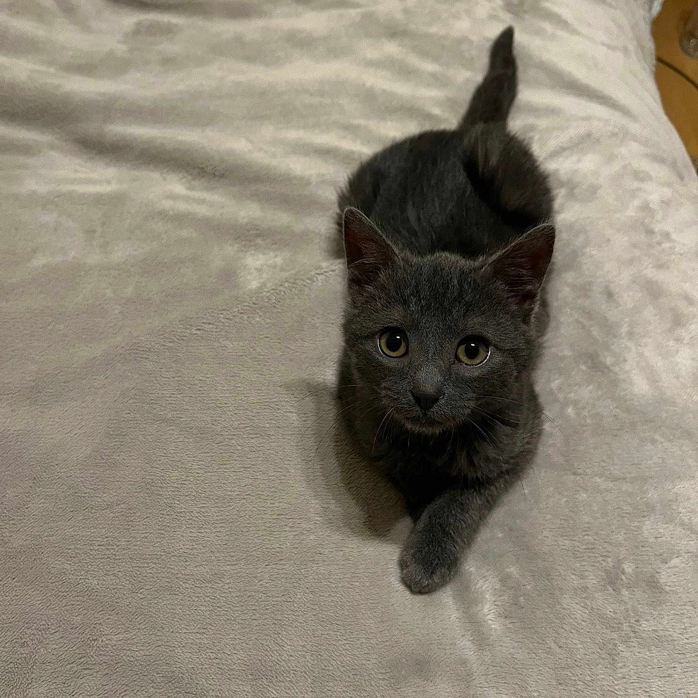 Adibou a rejoint le concours — aidez-le/la à gagner de superbes lots ! cat, kitten, pet, animal, charcoal_fur, gray_fur, yellow_eyes, bed, bedding, blanket, bedroom, indoor, portrait, close_up, lying_down, sitting, front_view, tail, paw, cozy