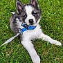 Fluffy a rejoint le concours — aidez-le/la à gagner de superbes lots ! puppy, dog, husky, blue_eyes, collar, leash, grass, outdoor, pet, animal, cute, fluffy, young, lying_down, nature, green, fur, canine, playful, adorable