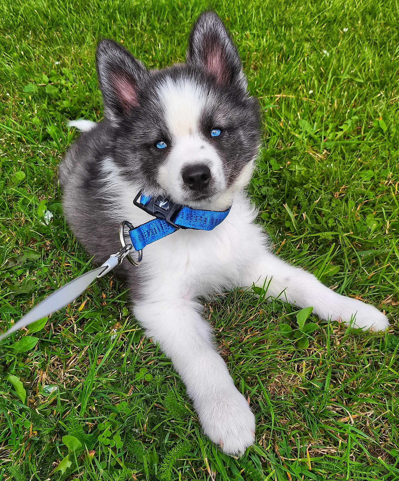 Fluffy a rejoint le concours — aidez-le/la à gagner de superbes lots ! puppy, dog, husky, blue_eyes, collar, leash, grass, outdoor, pet, animal, cute, fluffy, young, lying_down, nature, green, fur, canine, playful, adorable