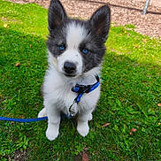 Fluffy participe au concours pour gagner de l'argent avec cette photo : puppy, dog, blue_eyes, collar, leash, grass, outdoor, young_dog, pet, cute, fluffy, animal, playground, summer, nature, sitting, canine, fur, adorable, park