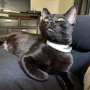 Sir Purr is registered to the contest to win money with this photo: animal, black_cat, cat, close_up, collar, couch, cozy, domestic_animal, feline, fur, furniture, green_eyes, home, indoor, looking_up, mammal, pet, relaxed, resting, whiskers