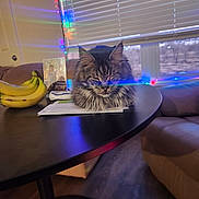 Smokey joined the competition — help win amazing prizes! cat, table, bananas, papers, window, blinds, string_lights, couch, living_room, photo_frame, wooden_floor, indoor, furniture, pet, fluffy, relaxed, domestic, cozy, decor, light_reflection