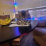 cat, table, bananas, papers, window, blinds, string_lights, couch, living_room, photo_frame, wooden_floor, indoor, furniture, pet, fluffy, relaxed, domestic, cozy, decor, light_reflection